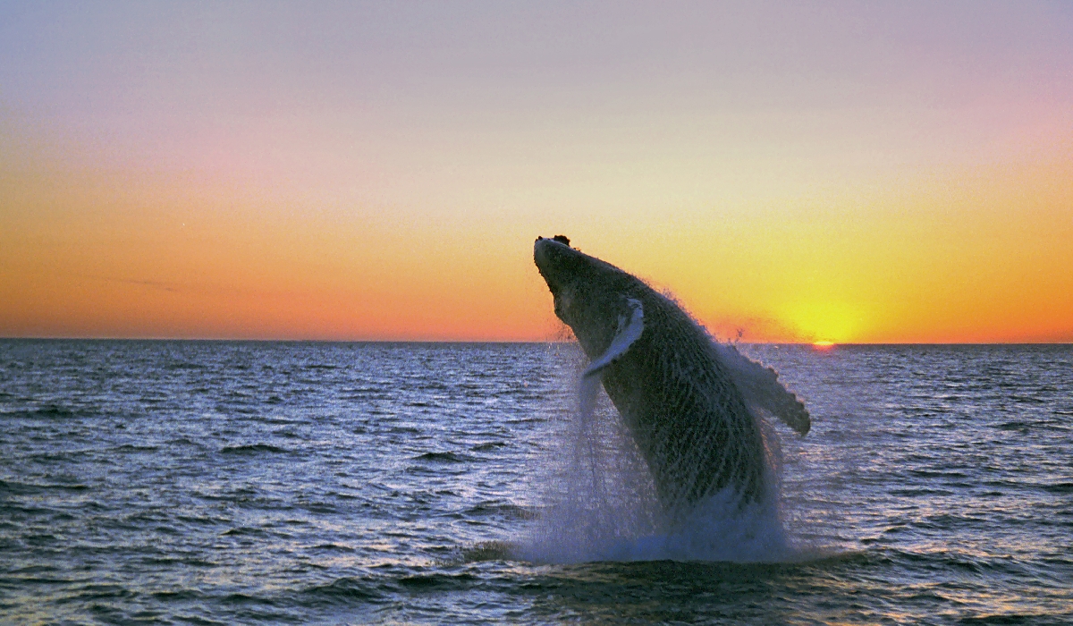 Saut d'une baleine à bosse dans le soleil de minuit islandais
