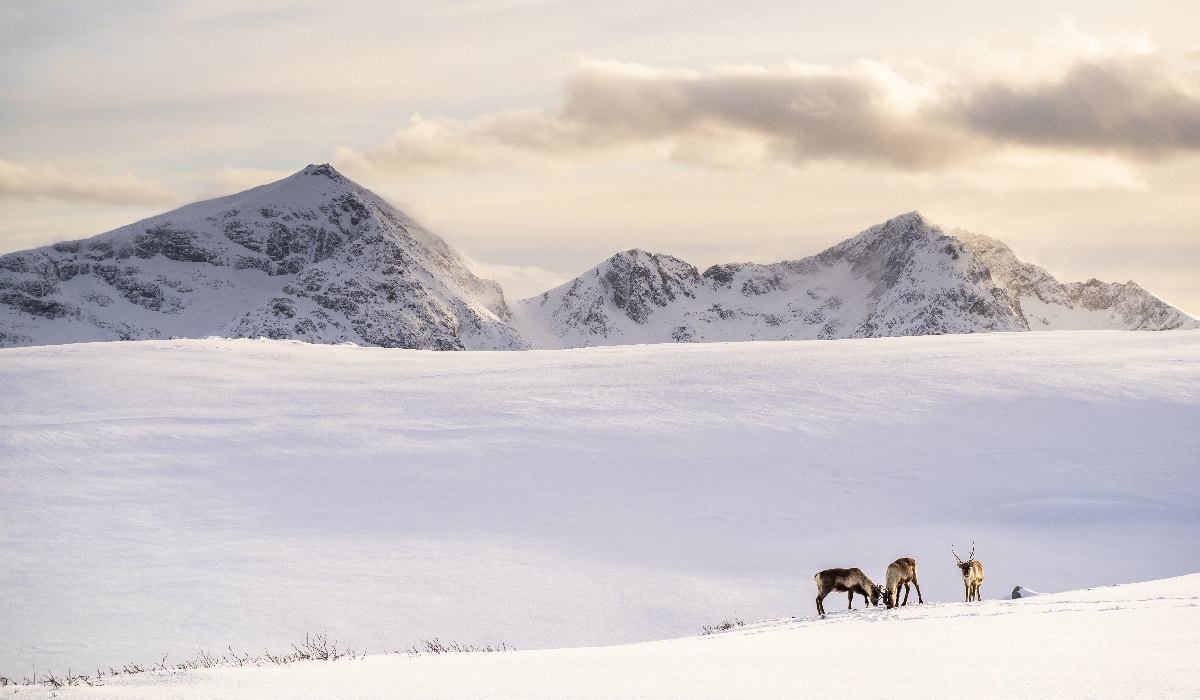 Troupeau de rennes à  Kvaløya - Tromsø