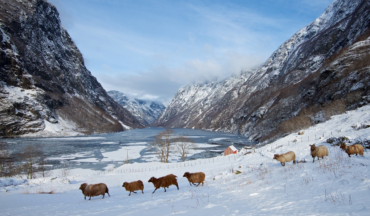 Moutons dans le Nærøyfjord
