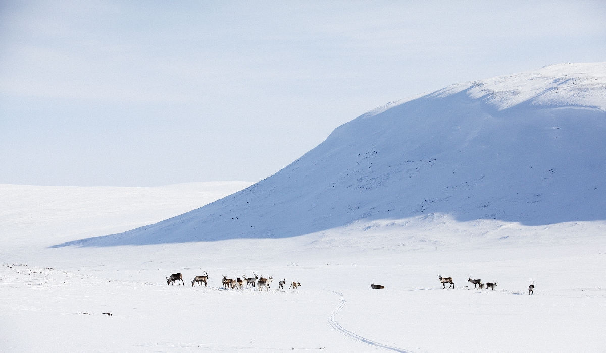Troupeau de jeunes rennes à Kilpisjarvi en Laponie