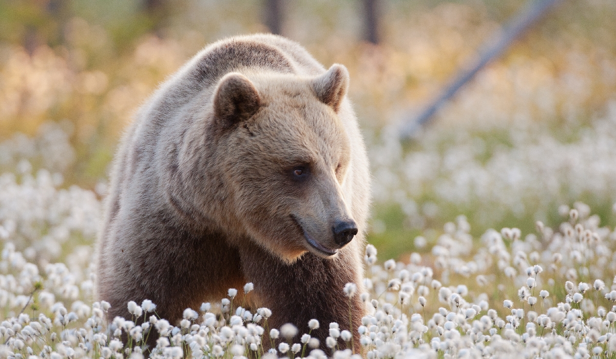 Observation des ours bruns dans la région de Ruhtinansalmi