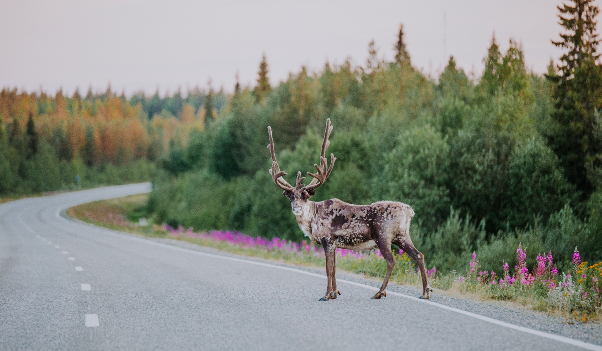 Renne majestueux sur le bord d'une route en Finlande