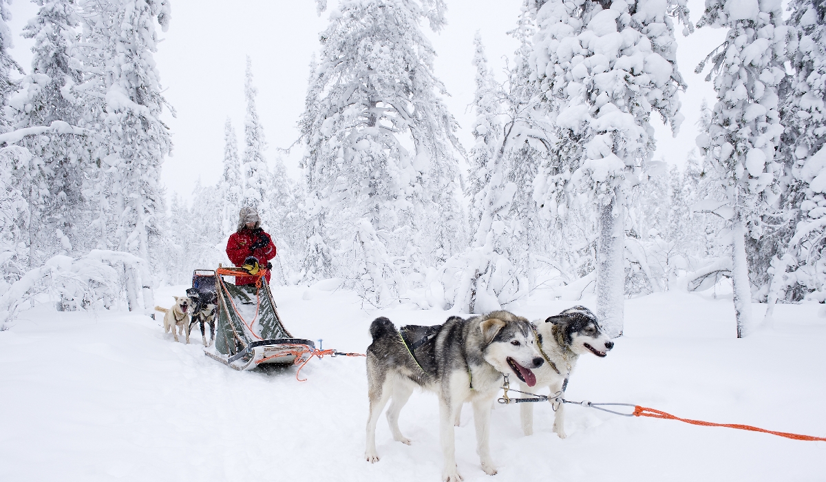 Safari en traîneau à chiens en Laponie, Finlande