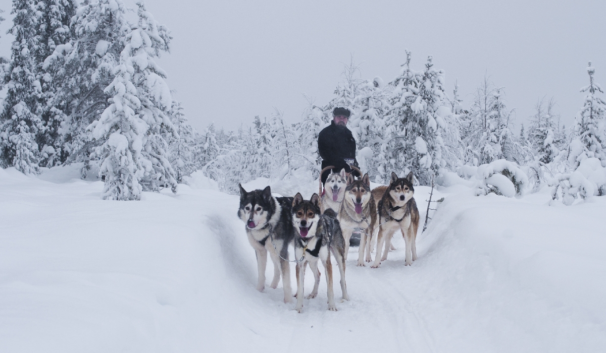Safari en traineau à chiens en Laponie, Finlande
