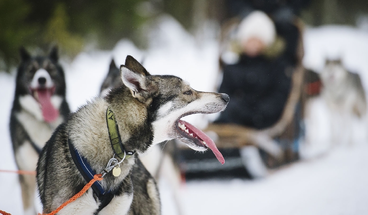 Initiation à la conduite d'un attelage de chiens de traineau en Laponie