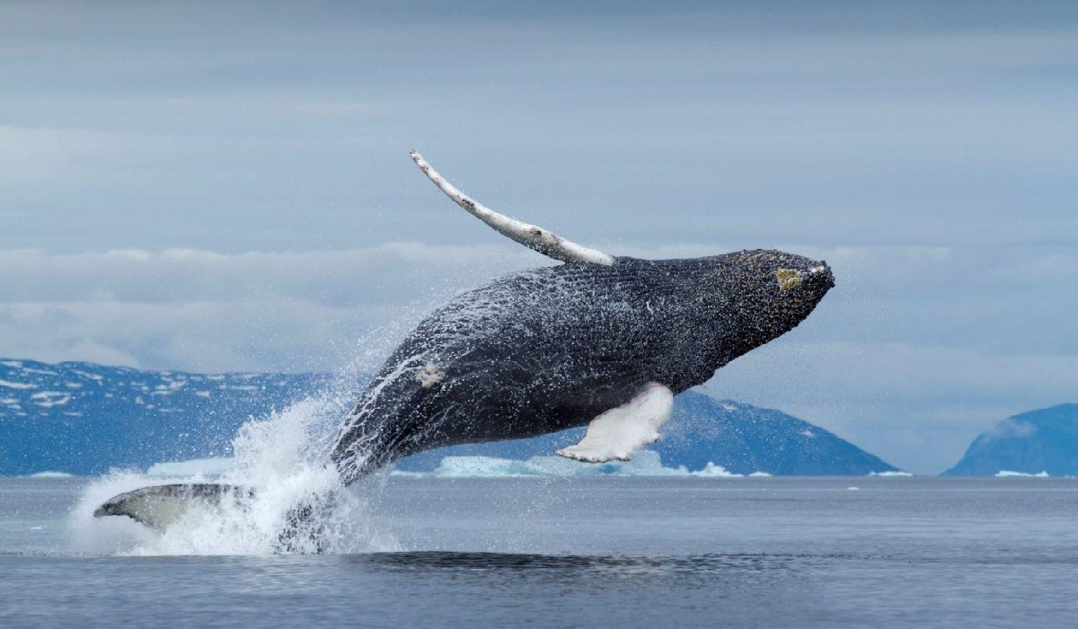 Baleine à bosse en plein plongeon dans les eaux du Groenland