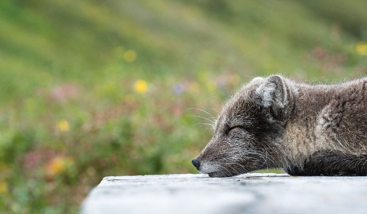 Observation du renard arctique en Islande